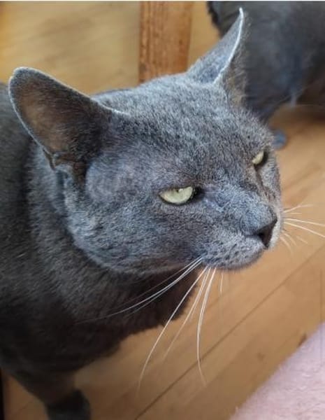 Goliath sucht Gnadenplatz ❤