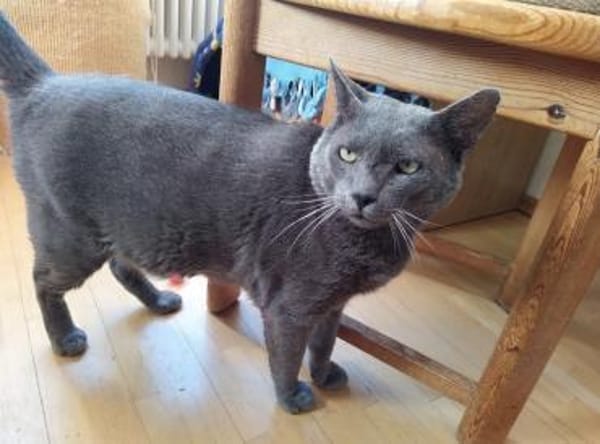 Goliath sucht Gnadenplatz ❤