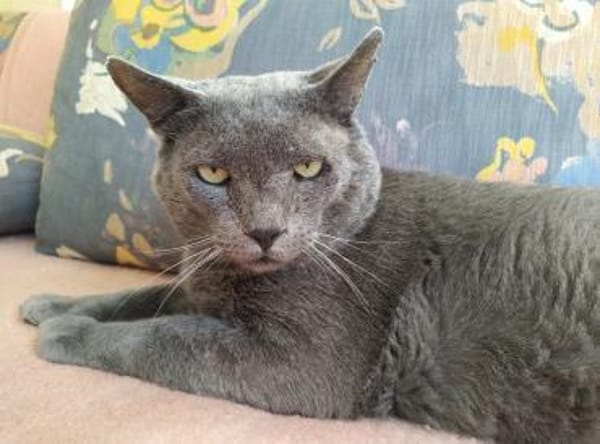 Goliath sucht Gnadenplatz ❤