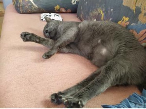 Goliath sucht Gnadenplatz ❤