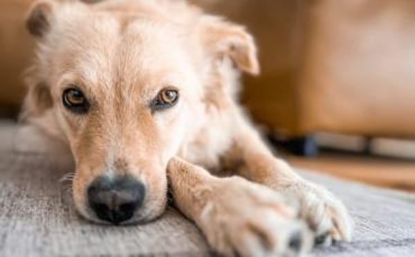 Gnocchi sucht eine aktive Familie