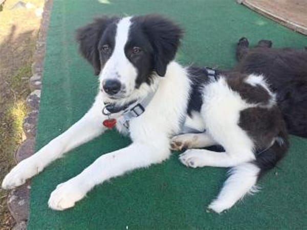 Alma - wartet in 99310 Arnstadt