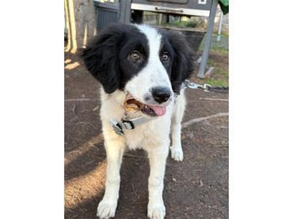 Alma - wartet in 99310 Arnstadt