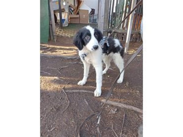 Alma - wartet in 99310 Arnstadt