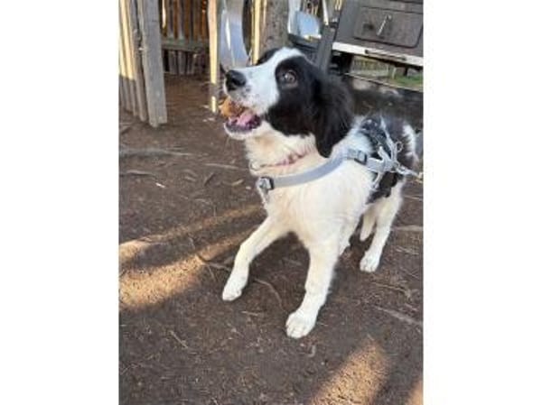 Alma - wartet in 99310 Arnstadt