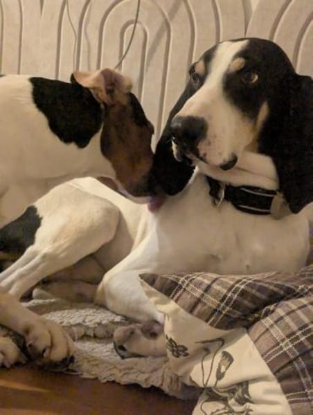 Momo sanfter Rüde auf Pflege in Hessen