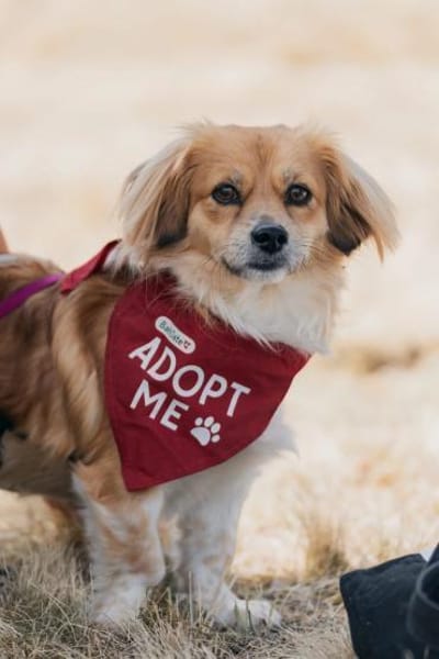 Elenora - verschmuste Hündin