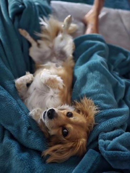 Elenora - verschmuste Hündin