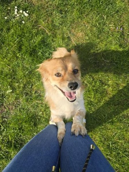 Elenora - verschmuste Hündin