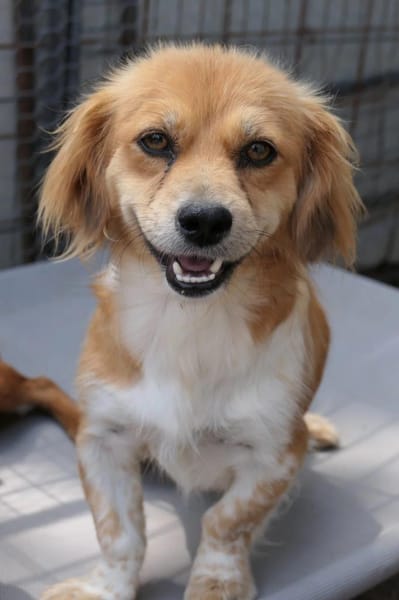 Elenora - verschmuste Hündin