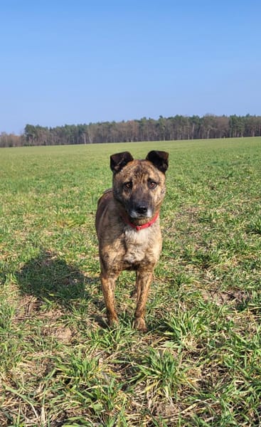 Sammy  - freundlicher Hundemann