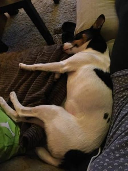 Bobby - hofft auf seine zweite Chance