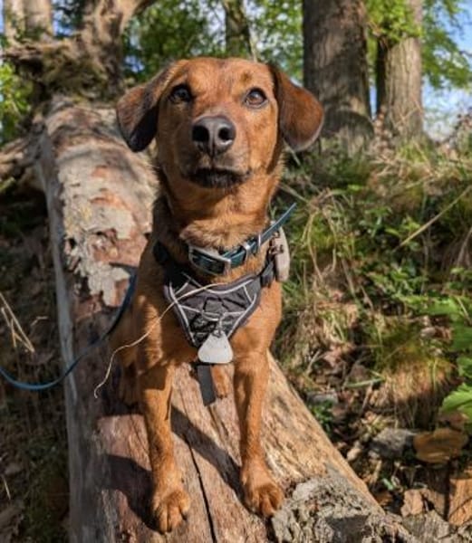 Ebby braucht ein neues Zuhause