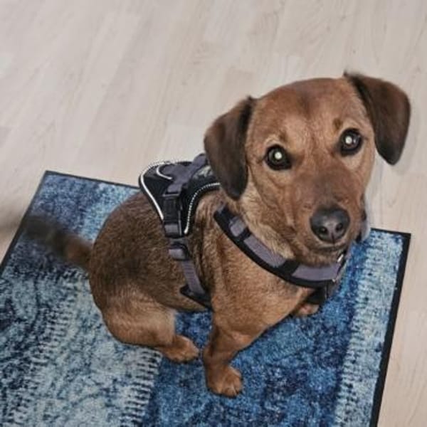 Ebby braucht ein neues Zuhause