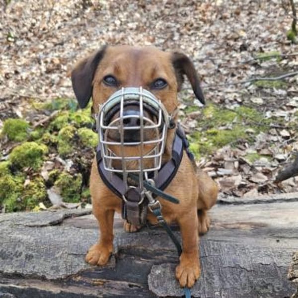 Ebby braucht ein neues Zuhause