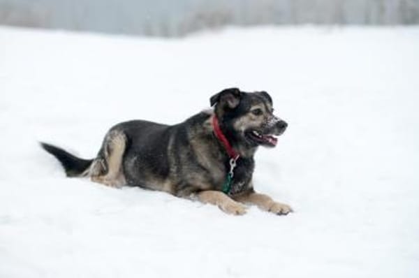 Gerda❤auf der Suche nach ihren Menschen