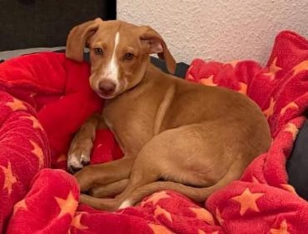 Islay -lebhaft und schüchtern-