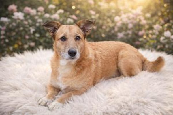 Hettike in 92237 Sulzbach-Rosenberg °