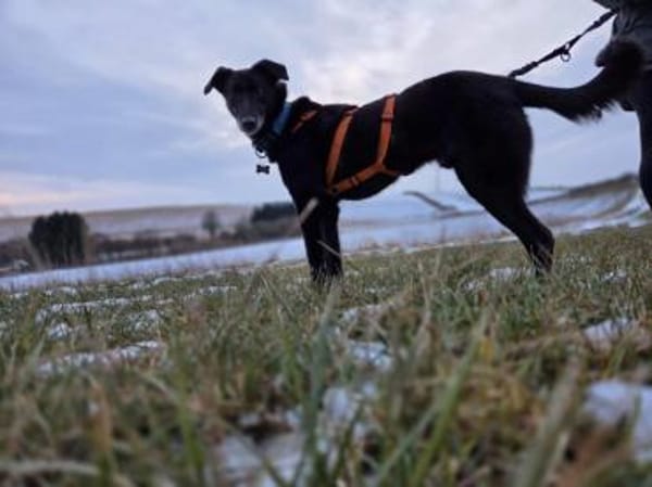 sehr lieber Rimo auf PS in 86637