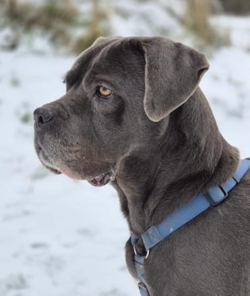 Reka - Einzelprinzessin sucht Zuhause