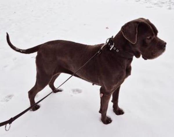 Reka - Einzelprinzessin sucht Zuhause