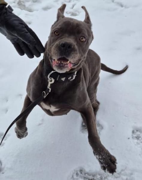 Reka - Einzelprinzessin sucht Zuhause