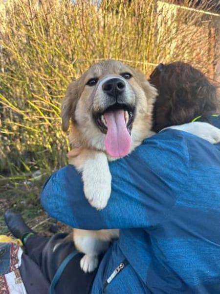 Welpe Hildi 5 Monate