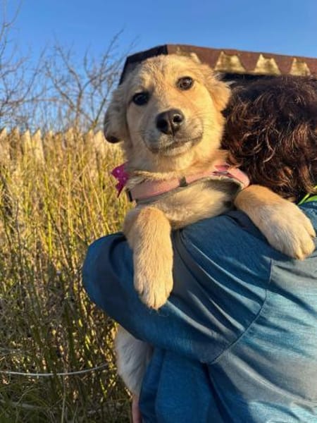 Welpe Hildi 5 Monate