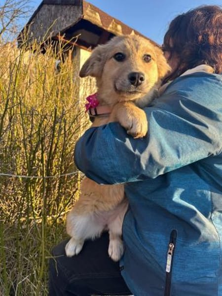 Welpe Hildi 5 Monate