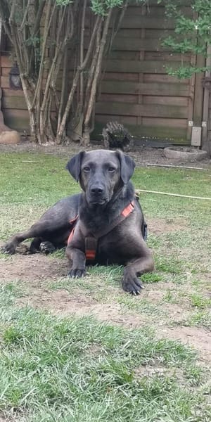 Notfall Nessi sucht ein ruhiges Zuhause