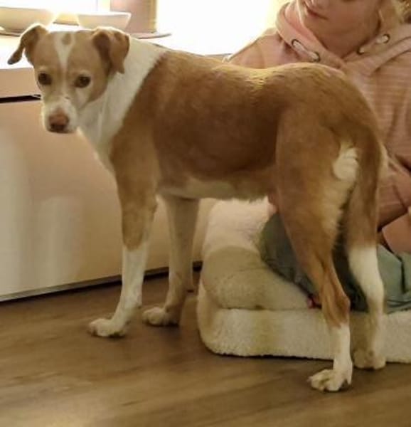 Paris, verschmust, lernfreudig, offen