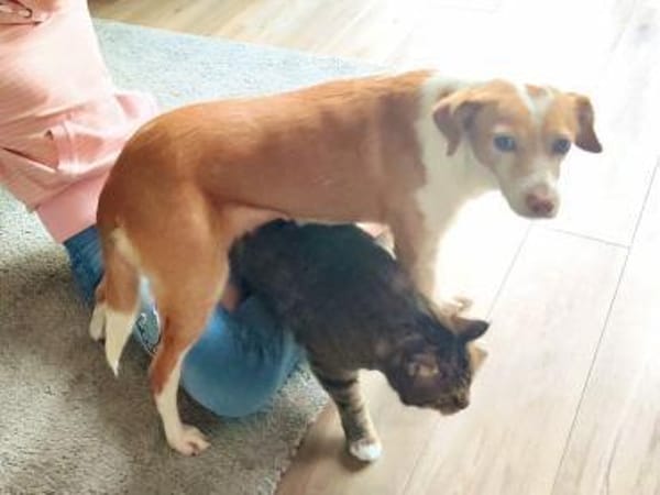 Paris, verschmust, lernfreudig, offen