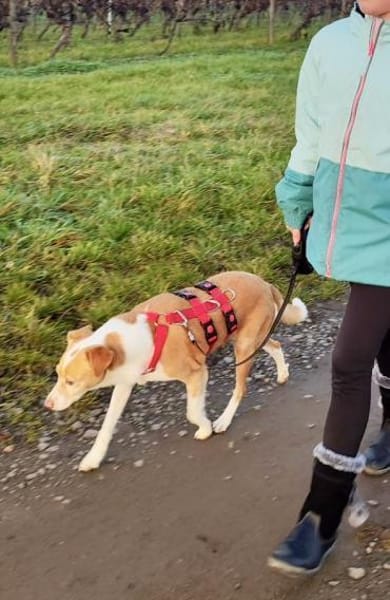 Paris, verschmust, lernfreudig, offen