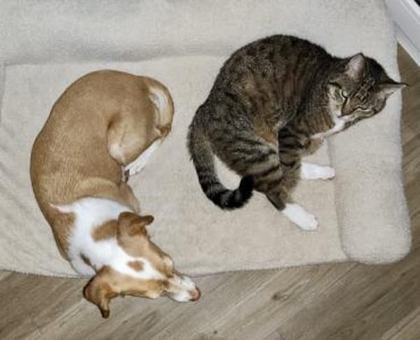 Paris, verschmust, lernfreudig, offen