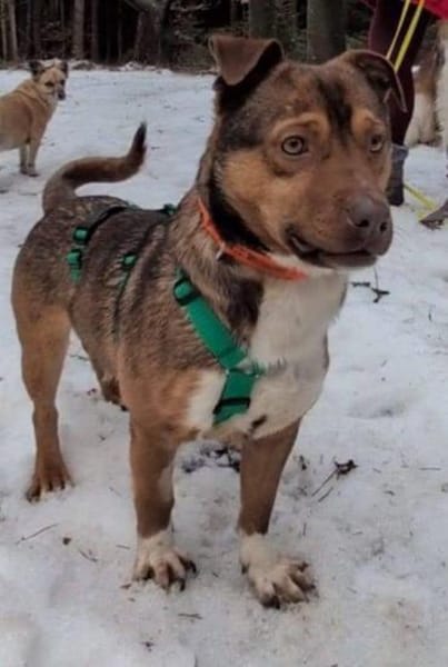 toller, lieber Filou auf PS in 91207