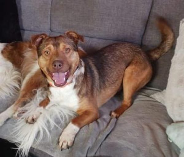 toller, lieber Filou auf PS in 91207