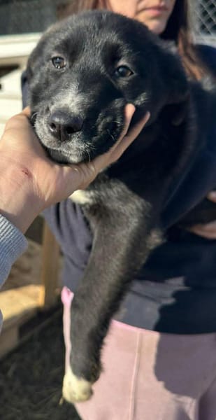 Woopy, suche zuverlässige Menschen