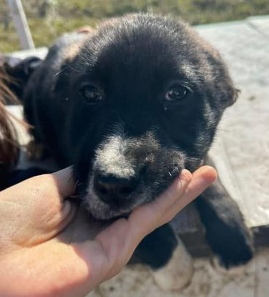 Woopy, suche zuverlässige Menschen