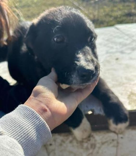 Woopy, suche zuverlässige Menschen