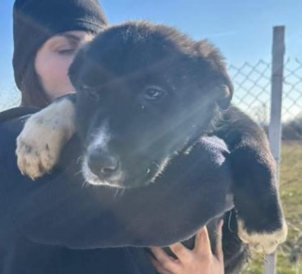 Woopy, suche zuverlässige Menschen