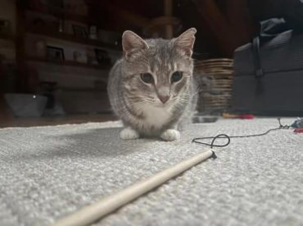 Kari, zarte Samtpfote sucht