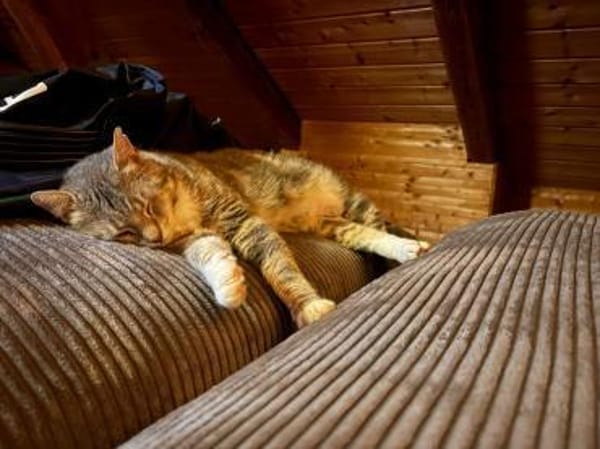 Kari, zarte Samtpfote sucht