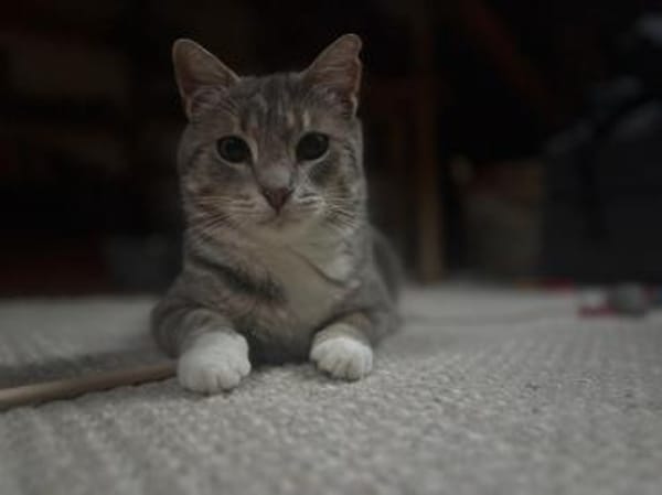 Kari, zarte Samtpfote sucht