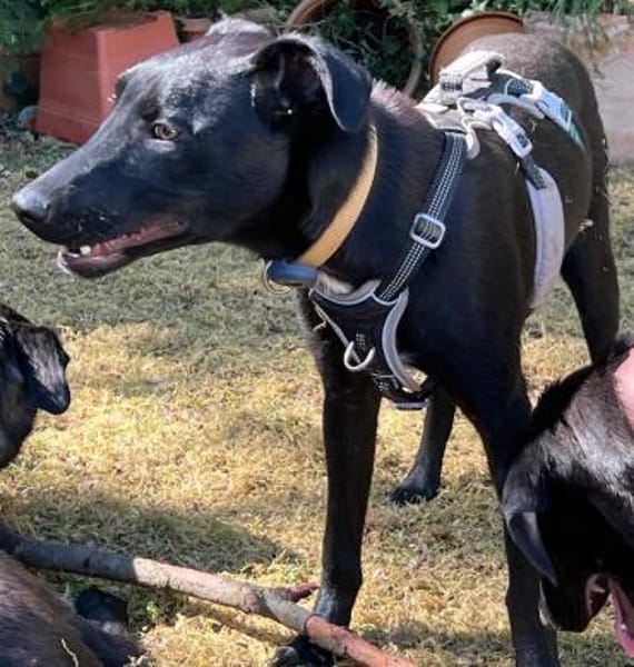 Carlos - coole Socke - echter Goldschatz