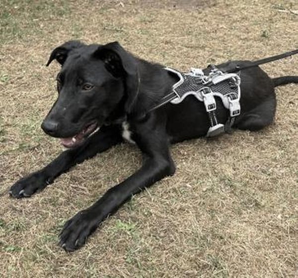 Carlos - coole Socke - echter Goldschatz