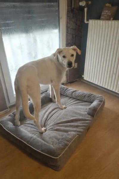 Lui sucht sein Für-immer-Zuhause