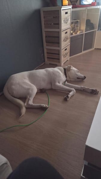 Lui sucht sein Für-immer-Zuhause