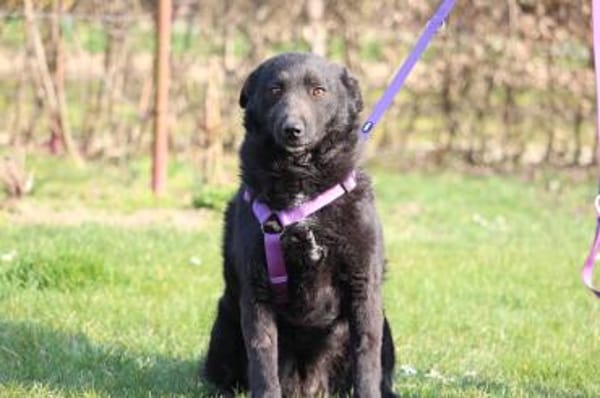 Sina sucht ihre für immer Zuhause....