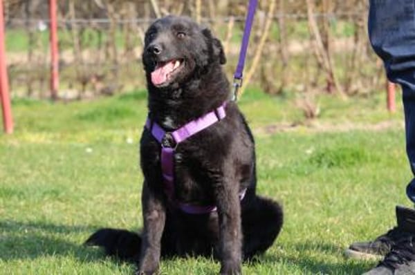 Sina sucht ihre für immer Zuhause....