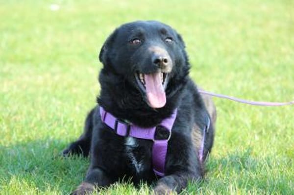 Sina sucht ihre für immer Zuhause....